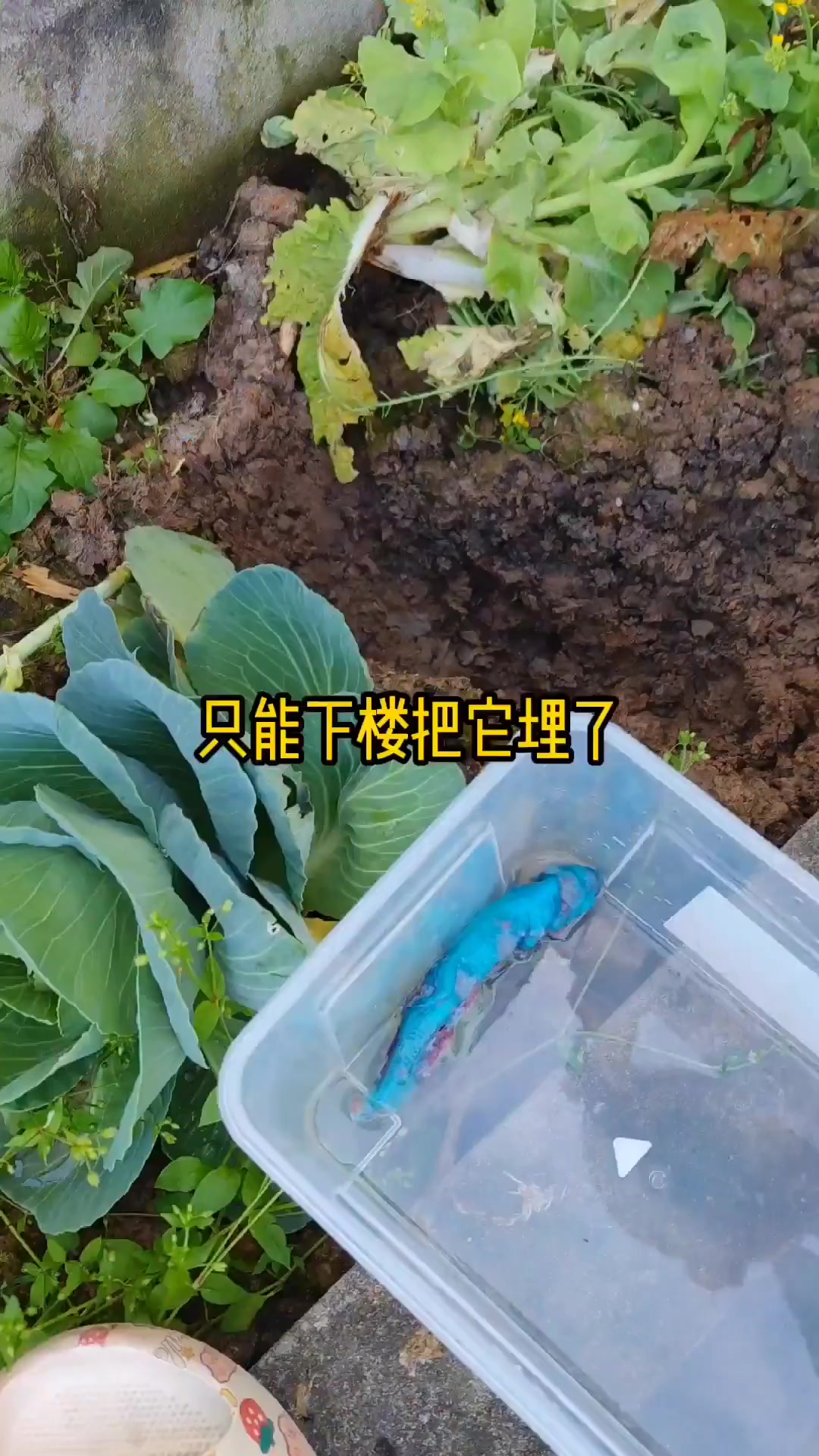六角恐龙鱼有什么危害