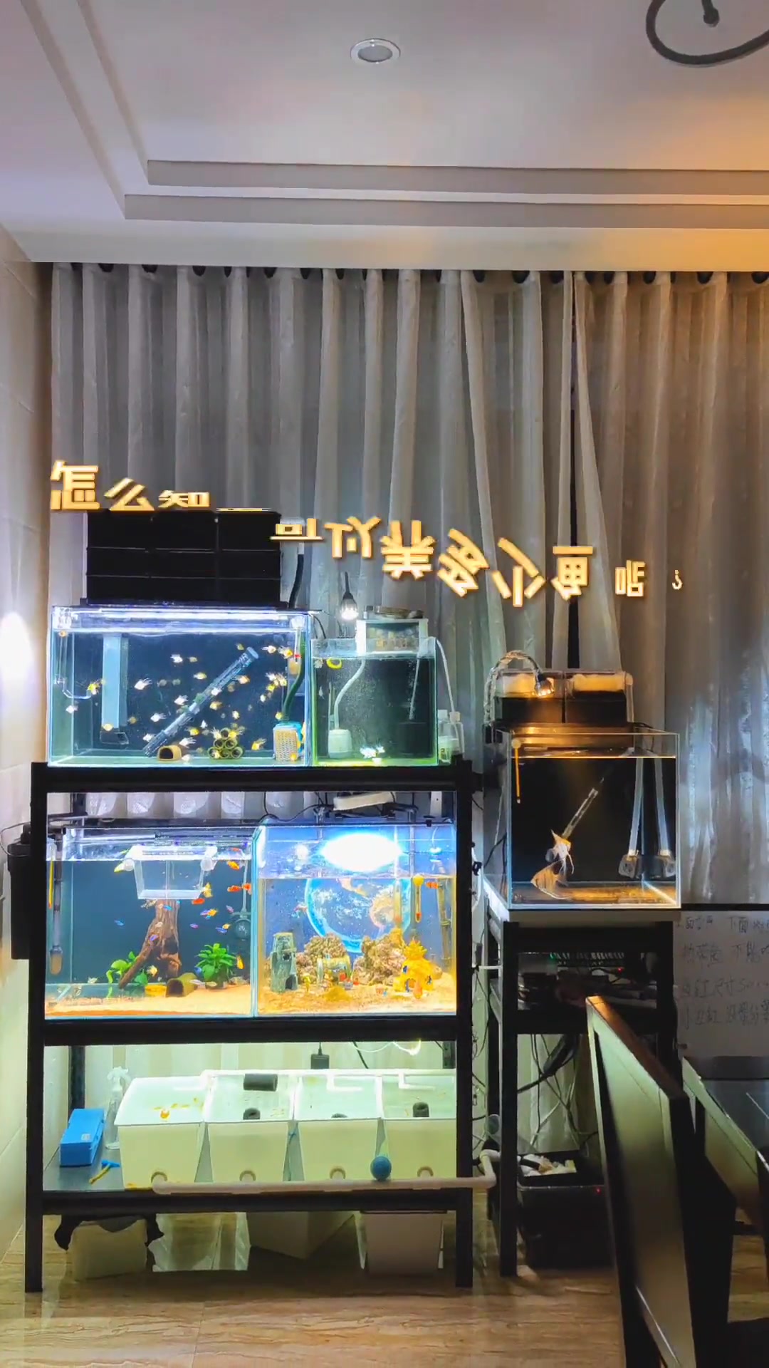 40鱼缸能养多少鱼