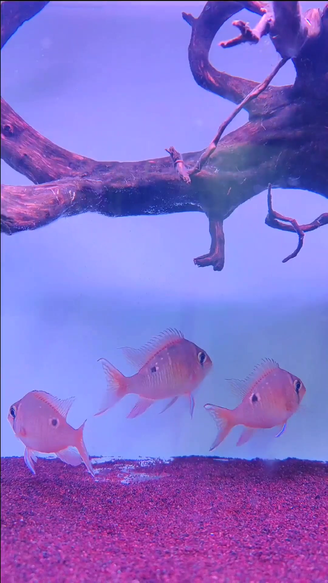 灯鱼混养最佳搭配