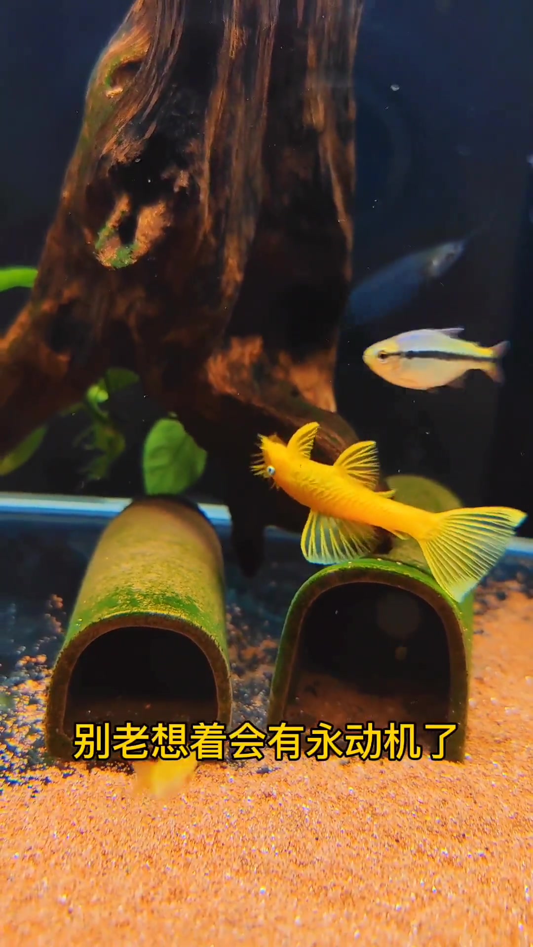 鱼缸吃排泄物的鱼