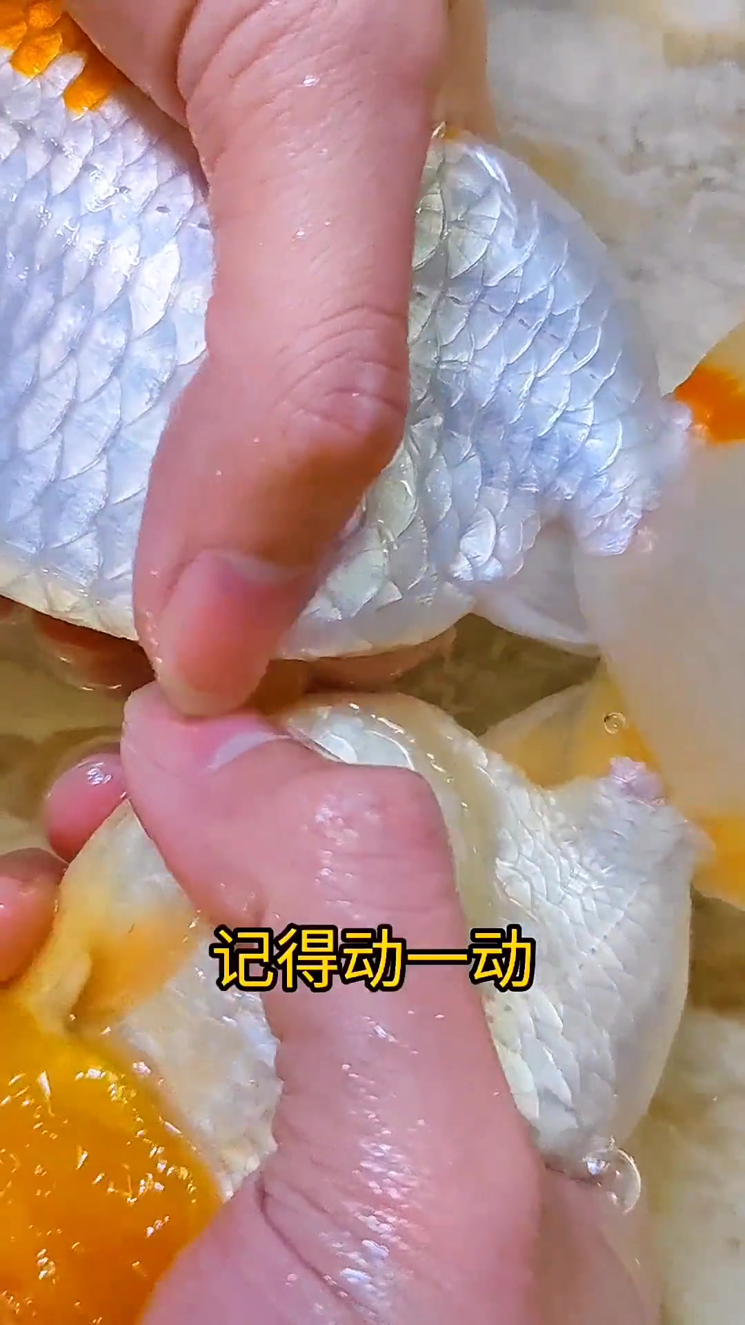 金鱼怎么生蛋