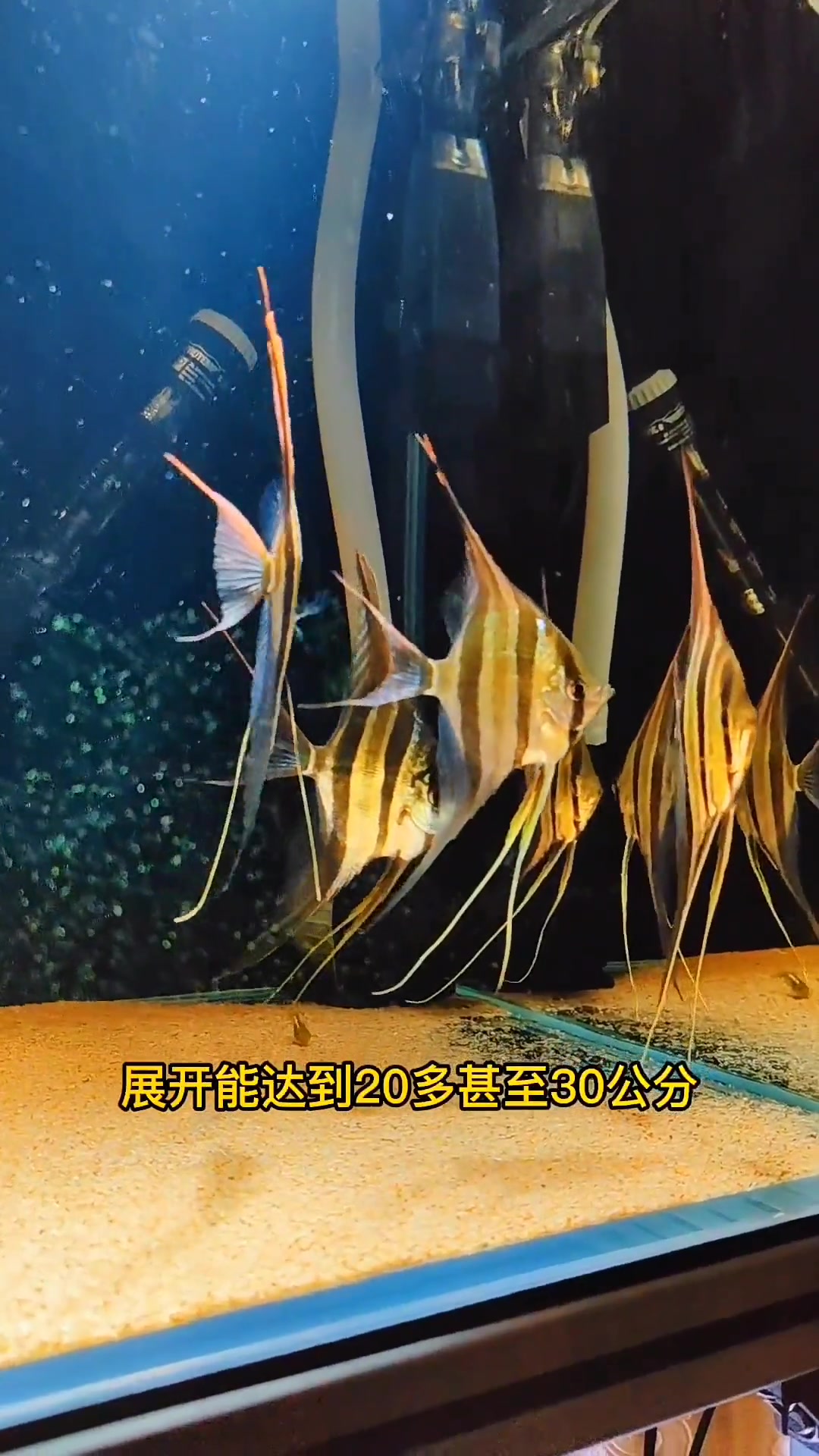 神仙鱼