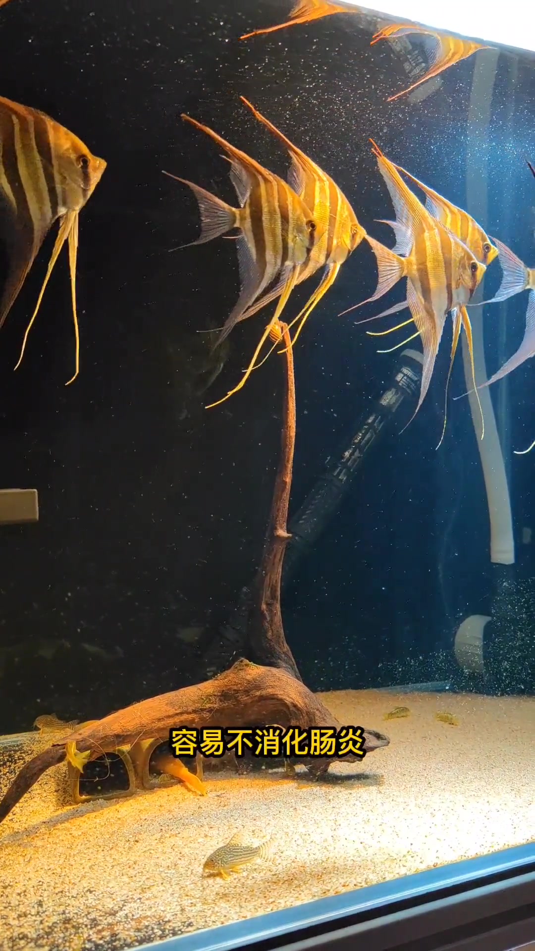埃及神仙鱼饲养方法