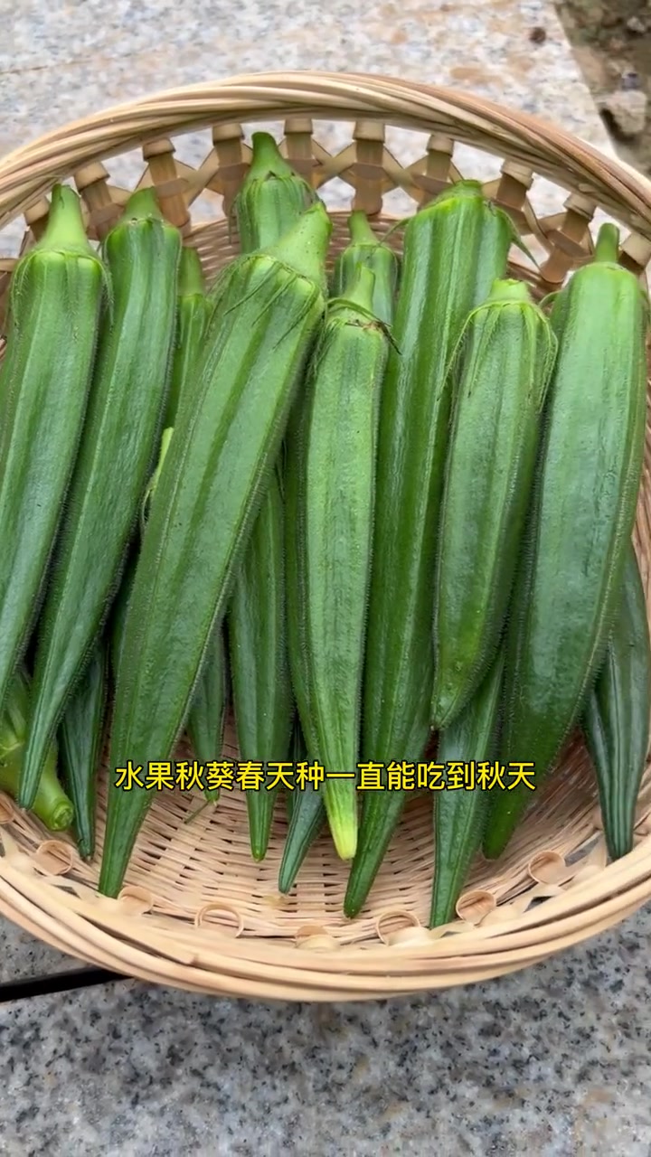 秋葵要种水果秋葵品种,不易老,脆嫩好吃 种菜 蔬菜种子 秋葵 家庭种植 我的小菜园