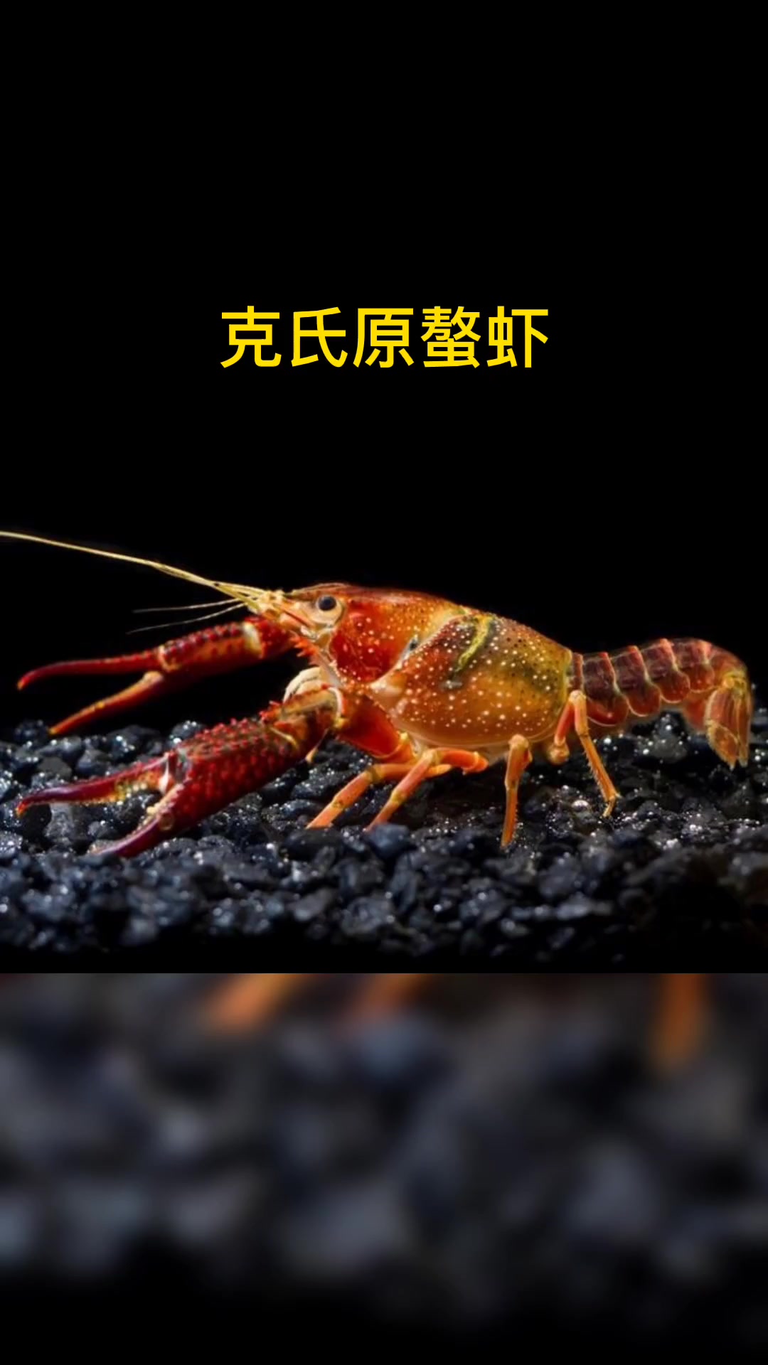 15种常见虾的品种你见过几种?连卖虾的菜市场大妈都未必全认