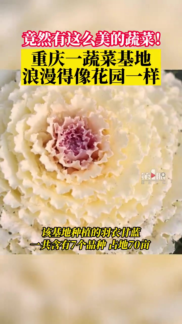 「你见过甘蓝开花吗?重庆潼南成片羽衣甘蓝开花」近日,潼南区太安镇罐坝村一蔬菜基地成片羽衣甘
