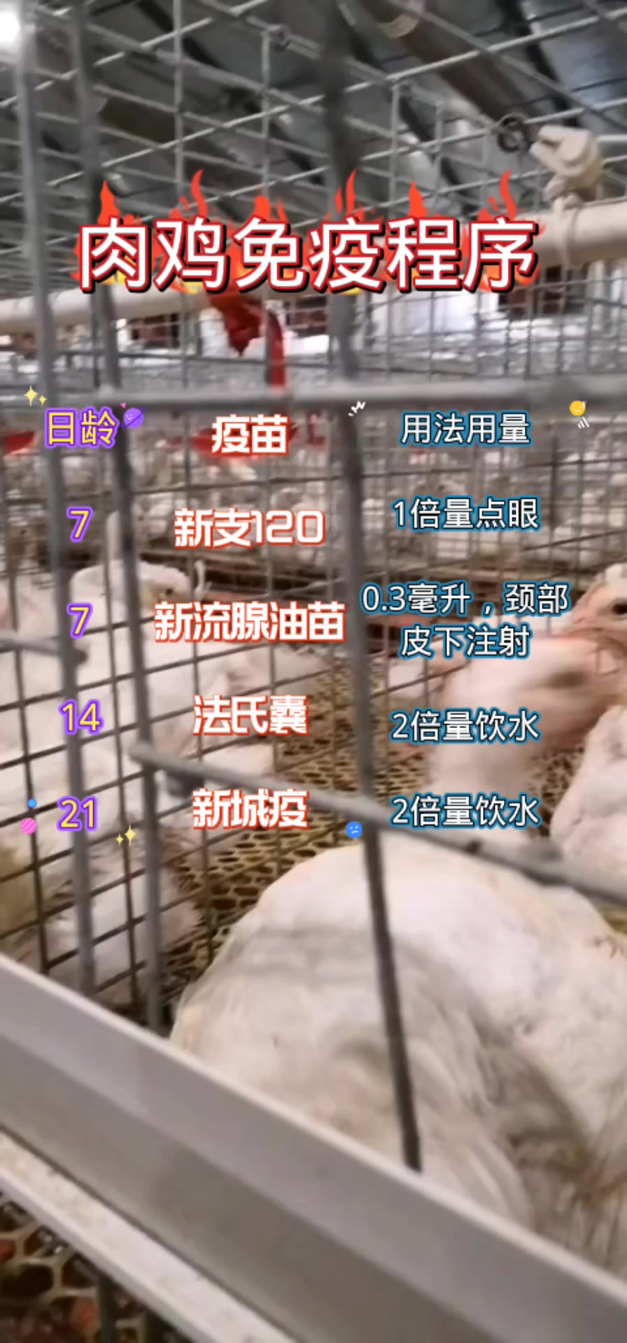 肉鸡免疫程序表格