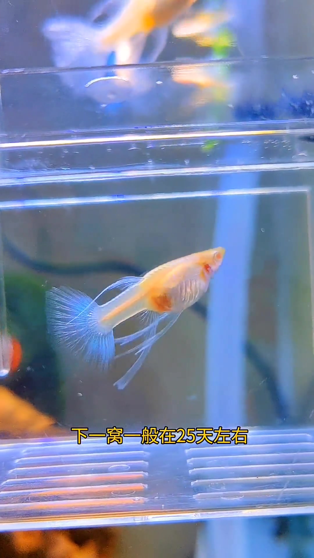 孔雀鱼产卵还是生小鱼