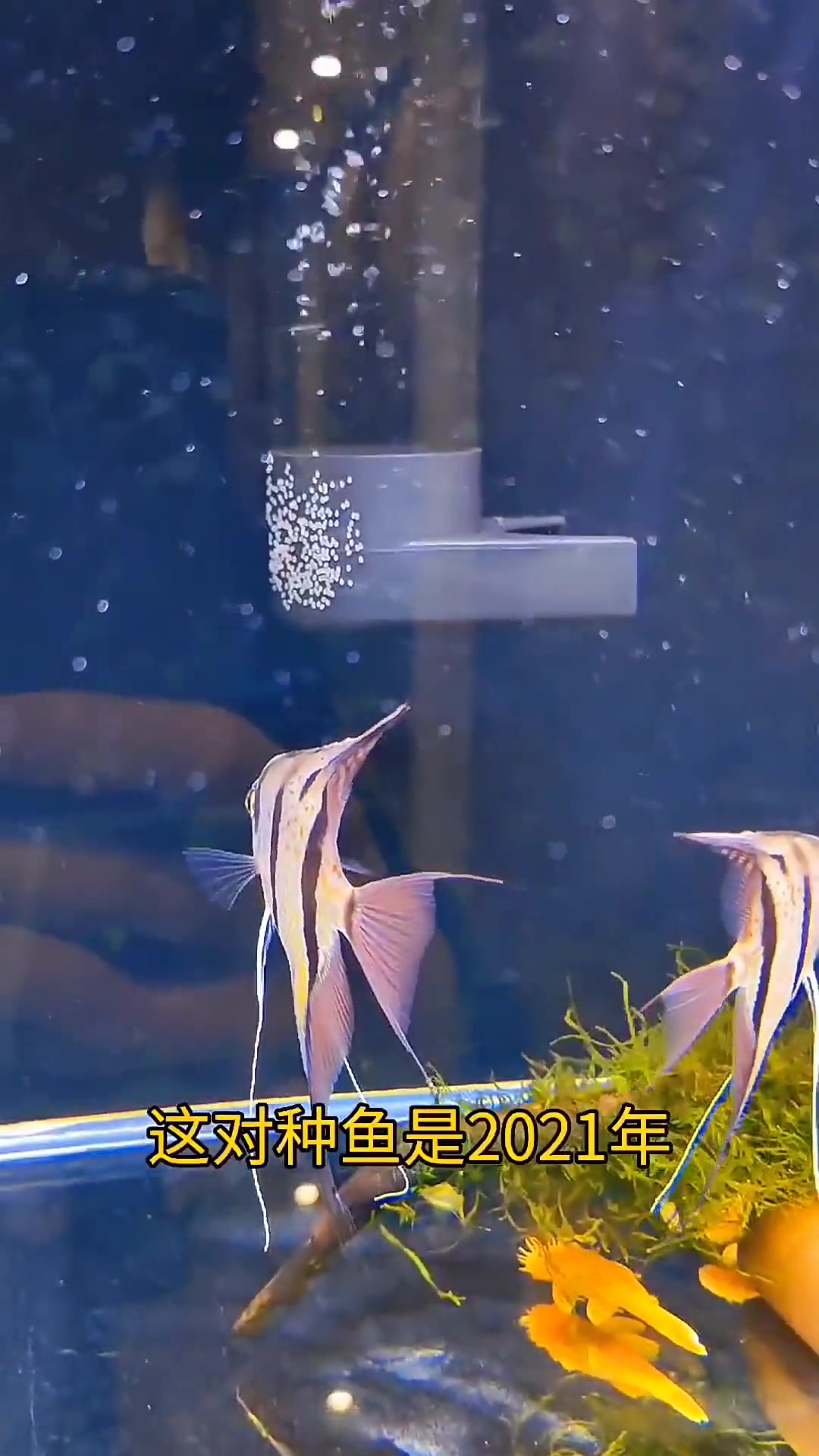 魔门斯卡神仙鱼可以长多大