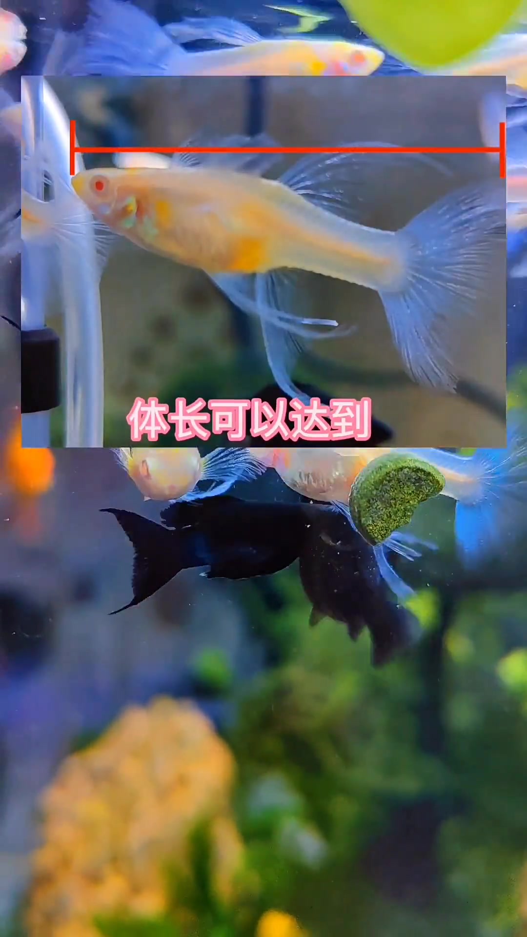 鱼怎么分公母图解