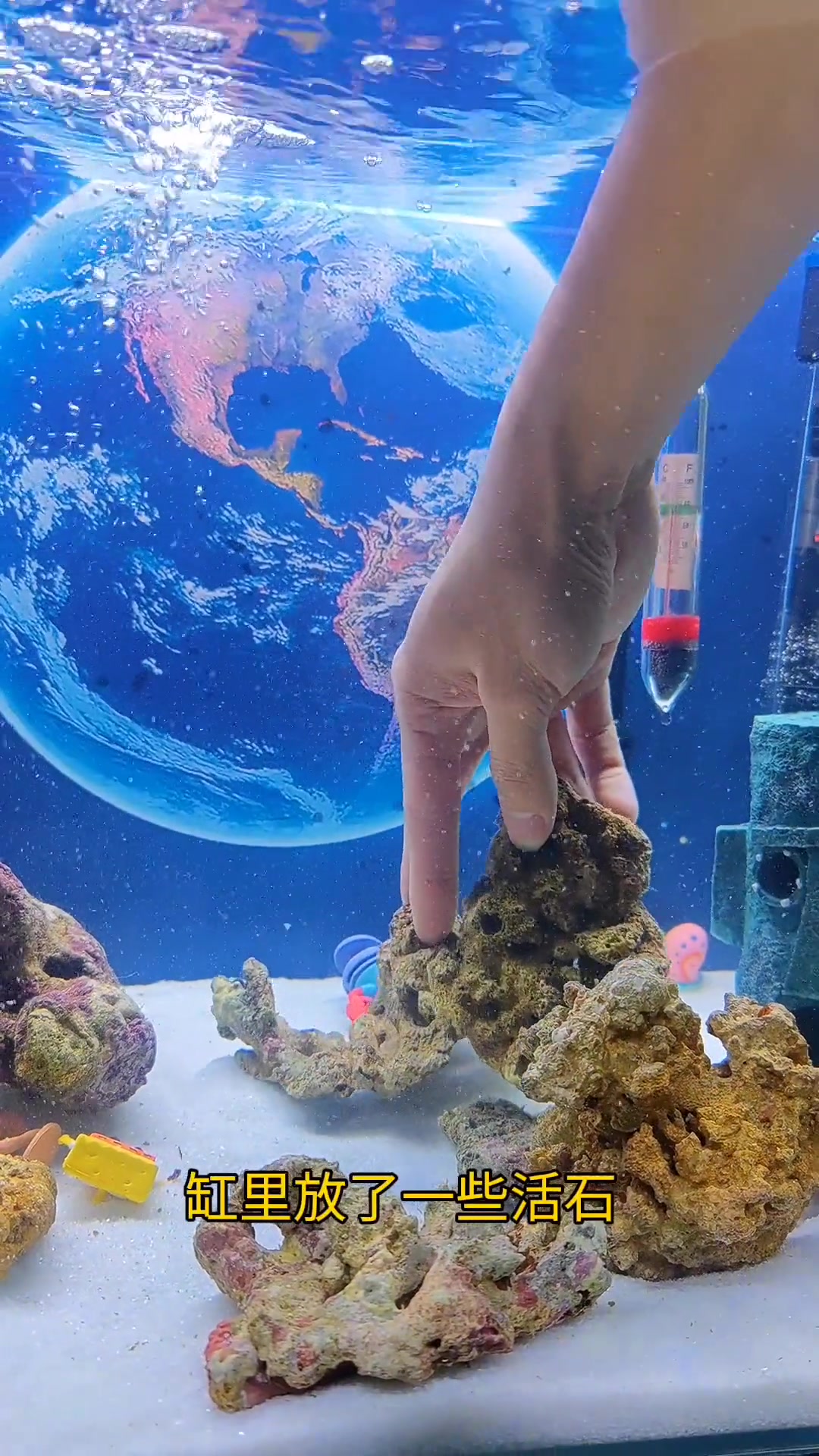 海绵宝宝小丑鱼