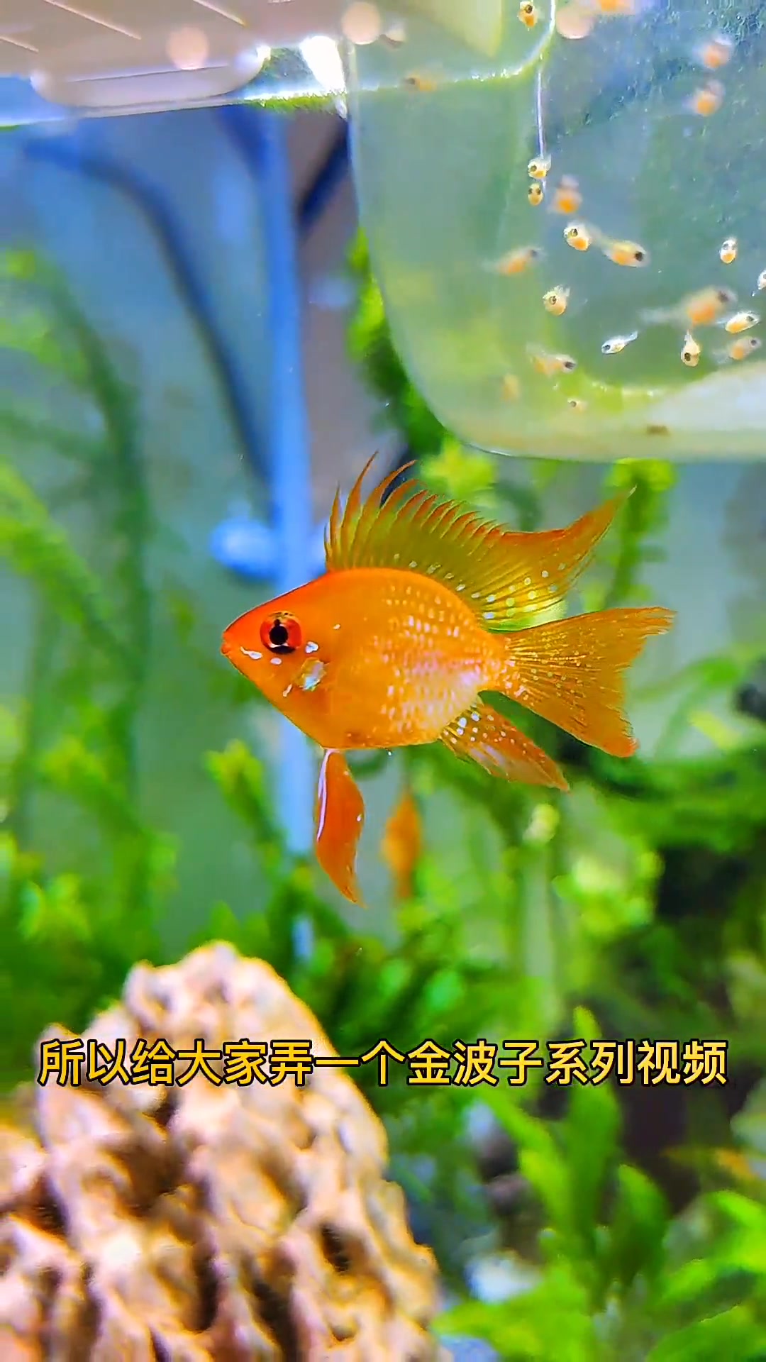 金波子怎么分公母