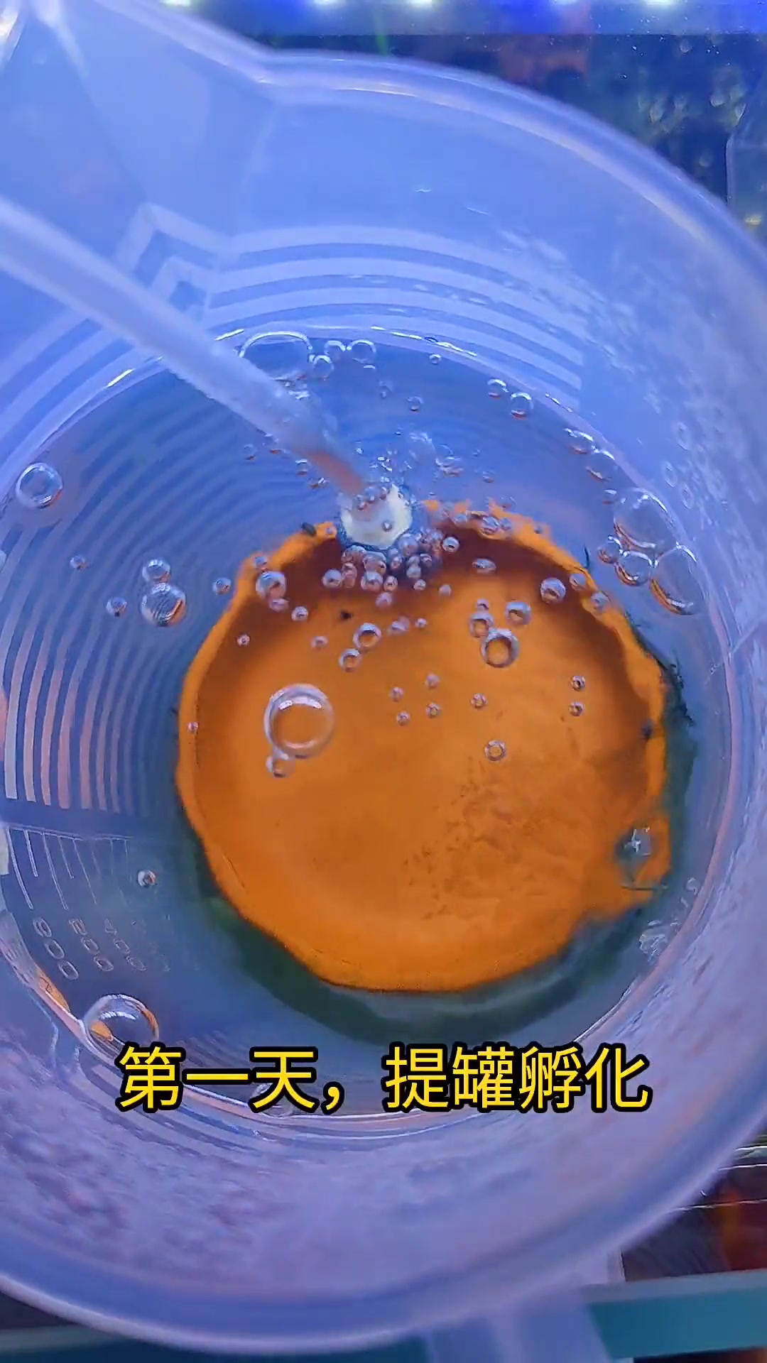 第5集|观赏鱼 孵化小鱼 小金波子七天的变化过程 好治愈 开心功夫不负有心人呐 养鱼日记 