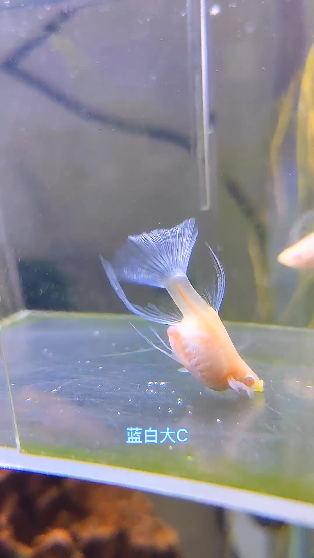 观赏鱼 养鱼日记 它的pigu后面到底是个啥 我需要做些什么 还能生出小鱼吗 热门