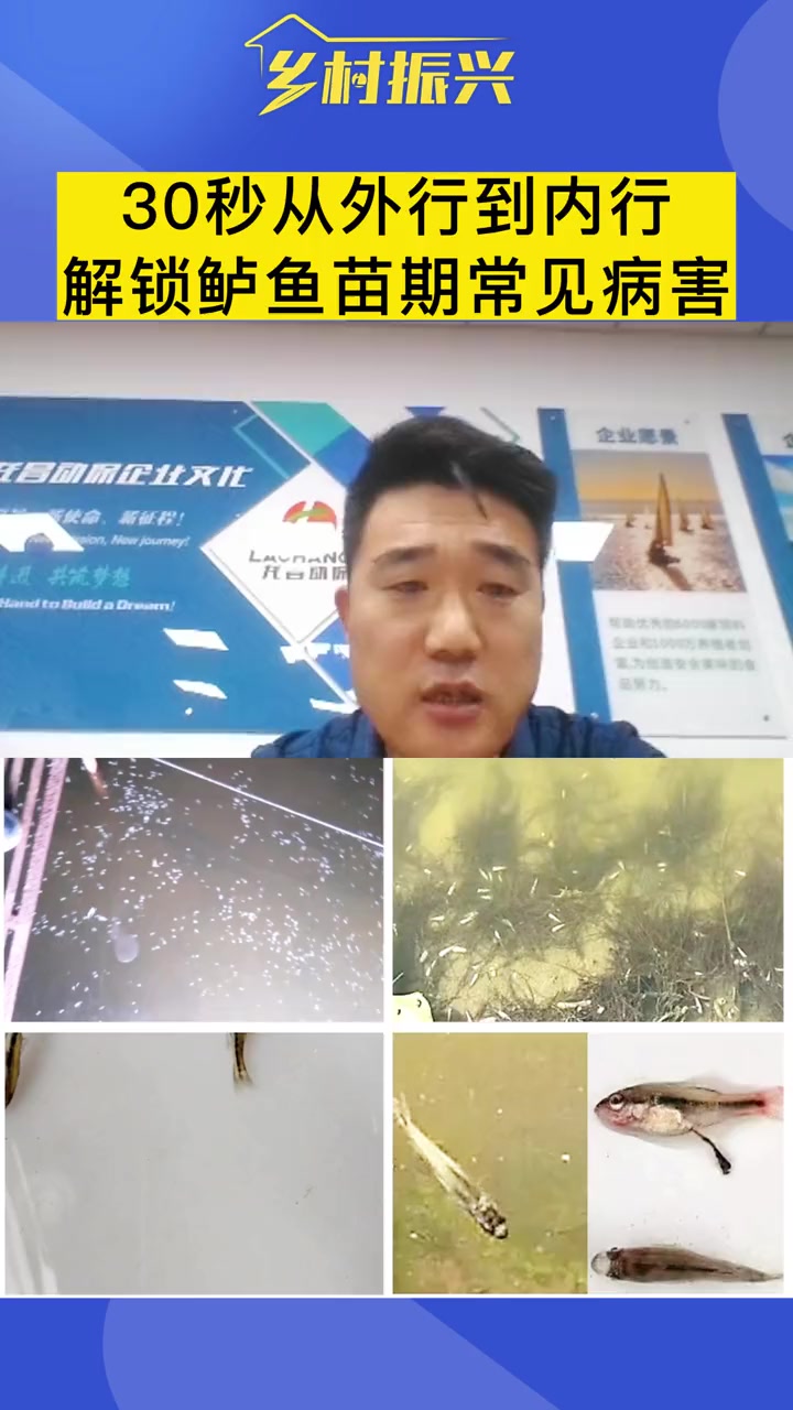 第40集|鲈鱼苗烂嘴烂尾、肠炎、拖便、熟身、打转、出血……鲈鱼苗养殖技术 龙昌胆汁酸 鲈鱼