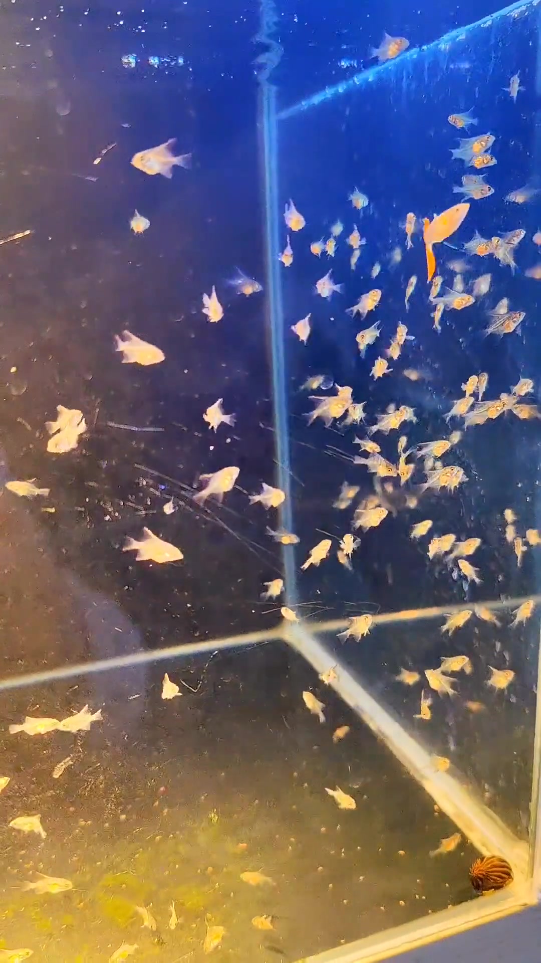 观赏鱼 你好,初次见面,希望没有打扰你的世界。繁殖 热门