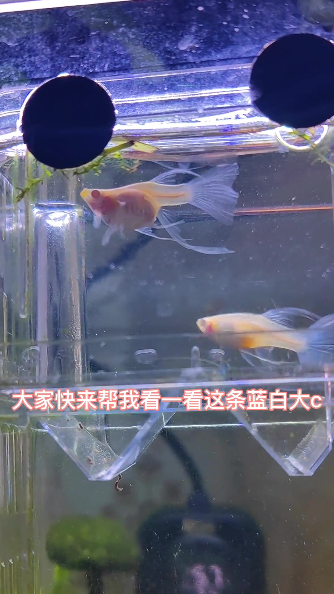 观赏鱼 孔雀鱼 鱼宝宝把鱼妈妈的肚子撑成这样 我真的很担心它的肚子撑不住了