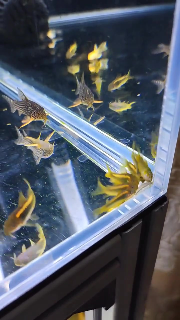 鼠鱼哪个品种最好养活