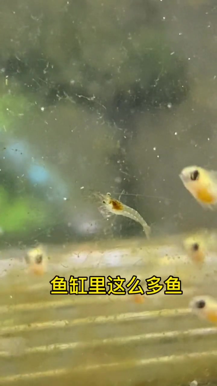 观赏虾幼崽