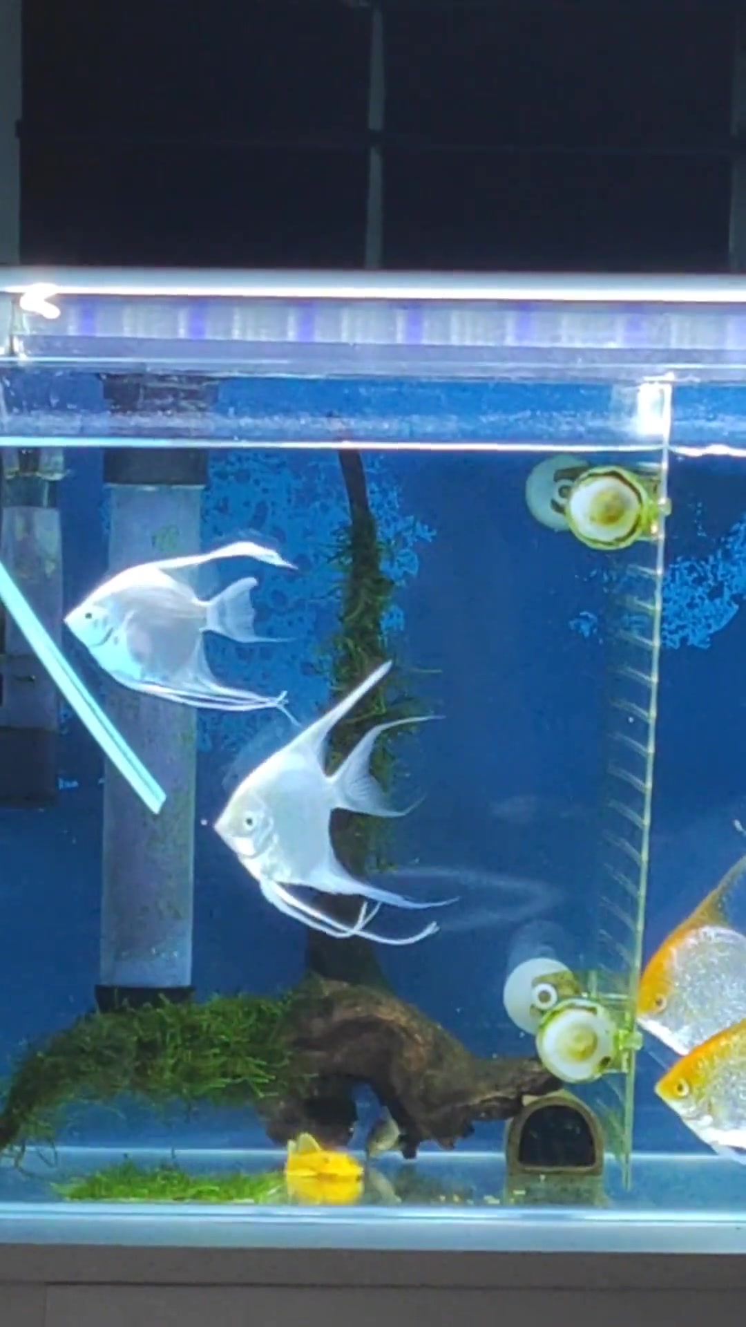 魔门斯卡神仙鱼寿命