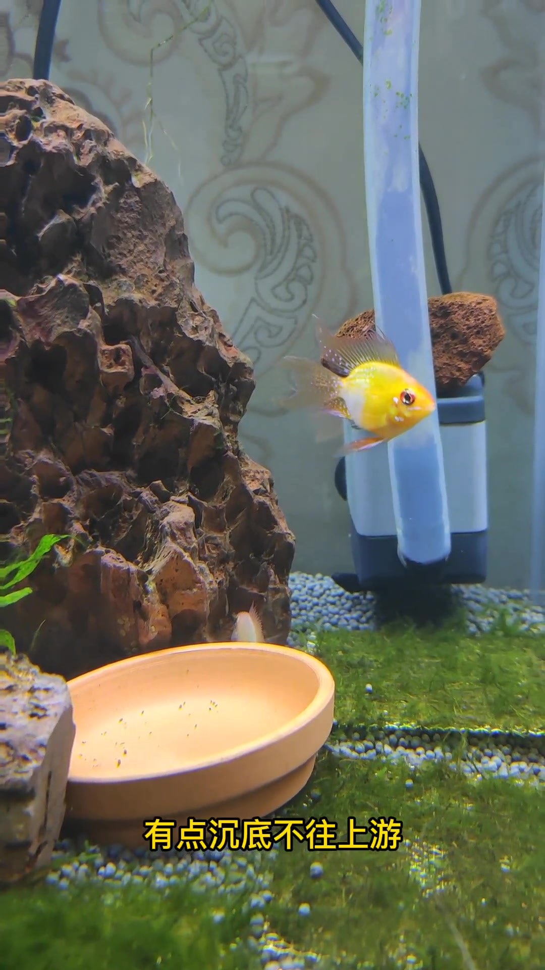 第8集|金波子 金波子母鱼突然发白了,体表正常,有点沉底,有没有大神知道这是什么原因 养鱼