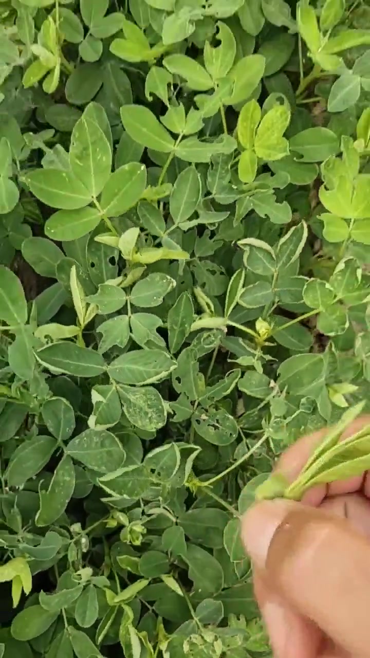 蓟马为什么不好打?一个是蓟马的世代重叠度很高,一季繁殖十几代,同时存在,卵,幼虫,成虫,而