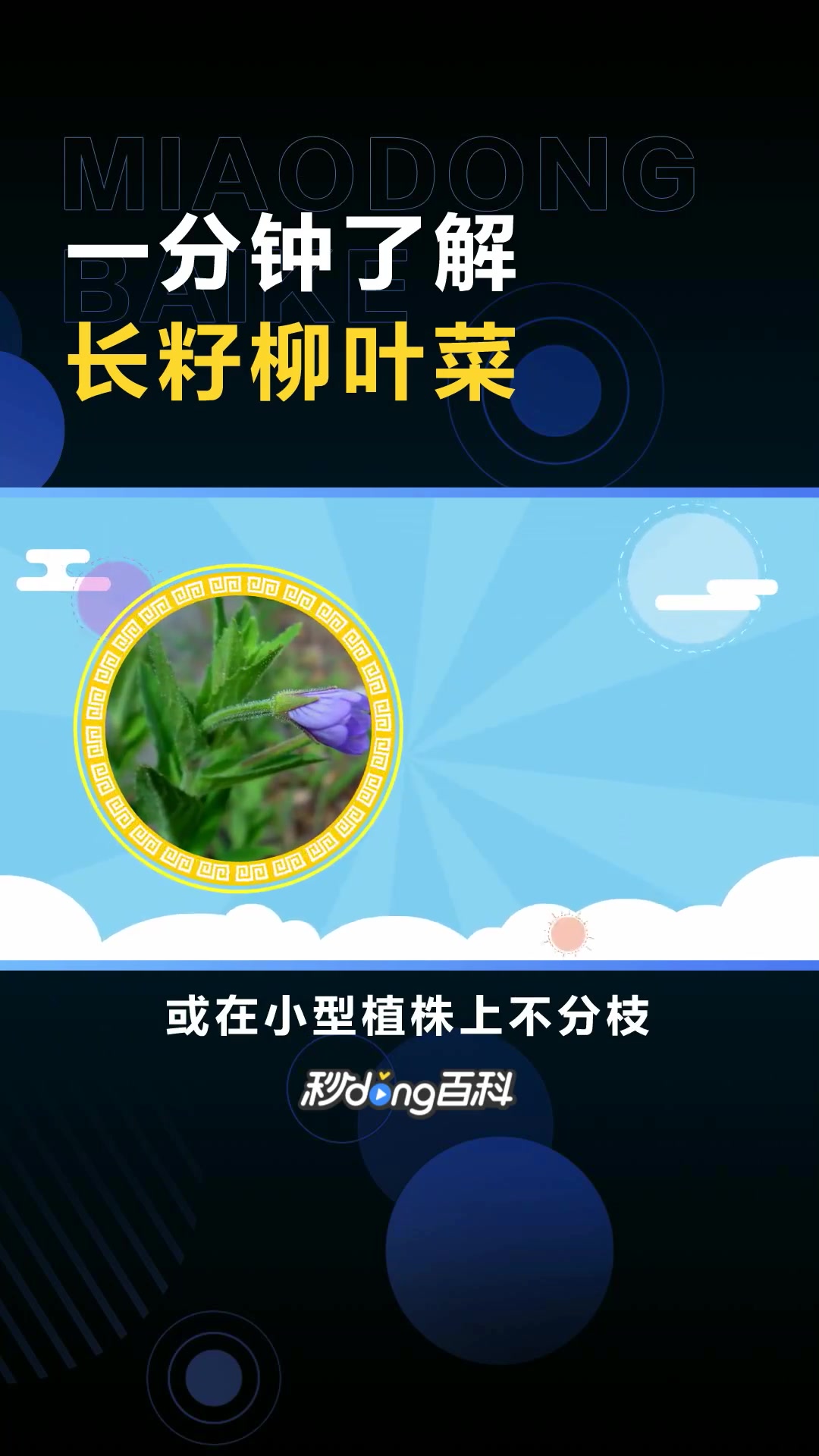 长籽柳叶菜:柳叶菜科柳叶菜属多年生草本