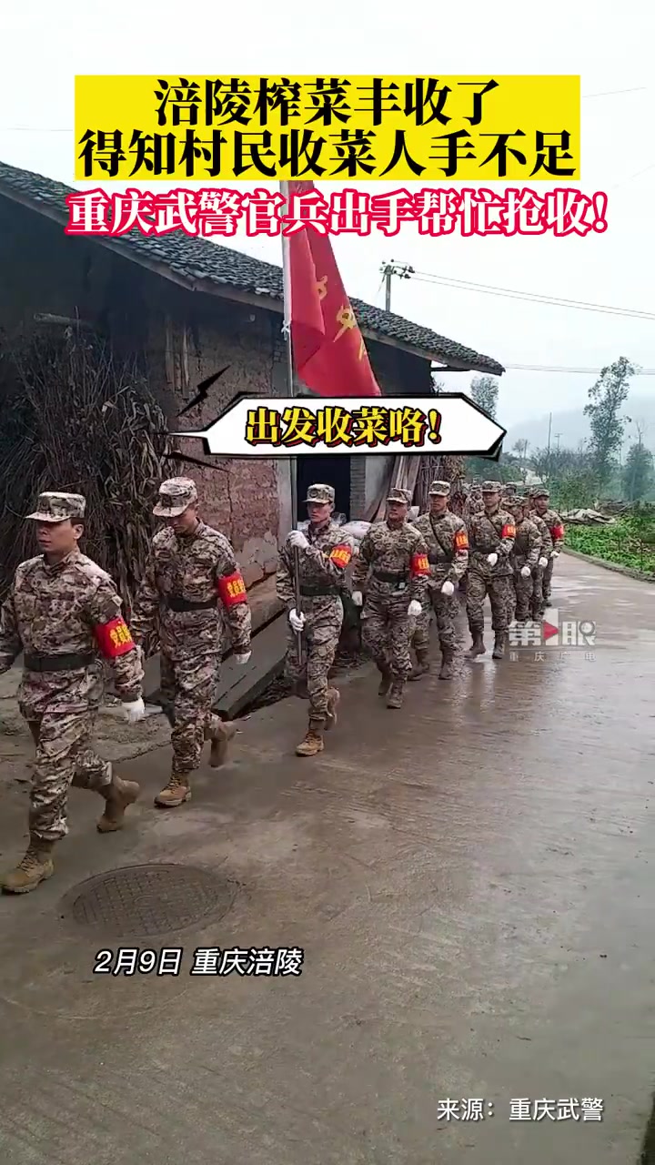 「军民鱼水情!重庆武警官兵帮忙抢收涪陵榨菜」眼下正是重庆涪陵榨菜原料——青菜头的丰收季节。