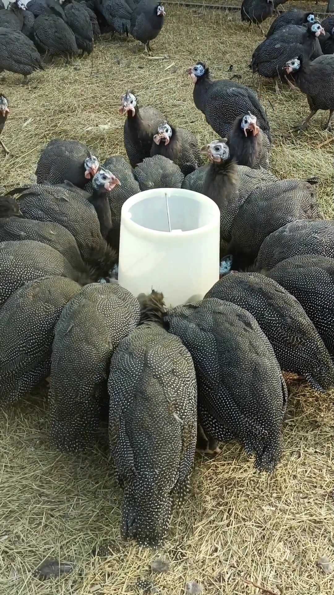 成年下蛋珍珠鸡,一公五母为一组