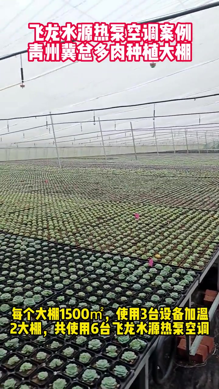 飞龙水源热泵空调案例:青州冀总多肉种植大棚