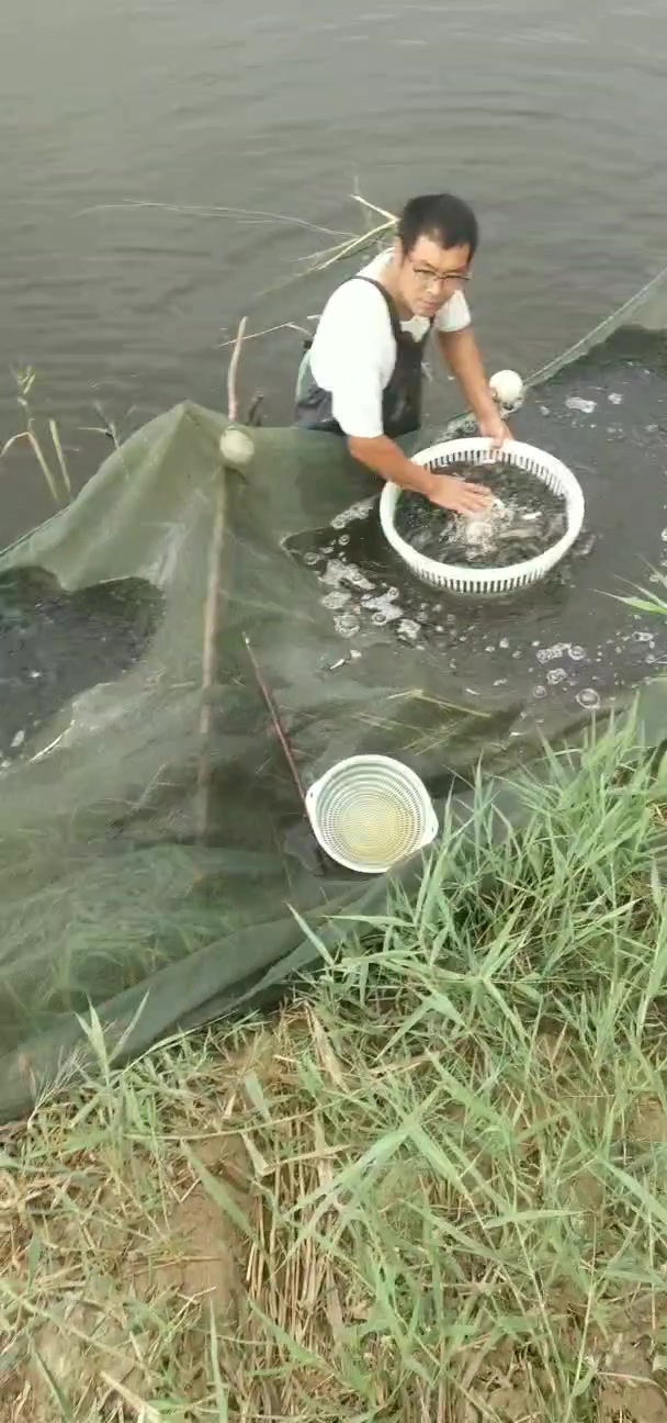 淡水鱼苗养殖基地 全国批发 成活率高