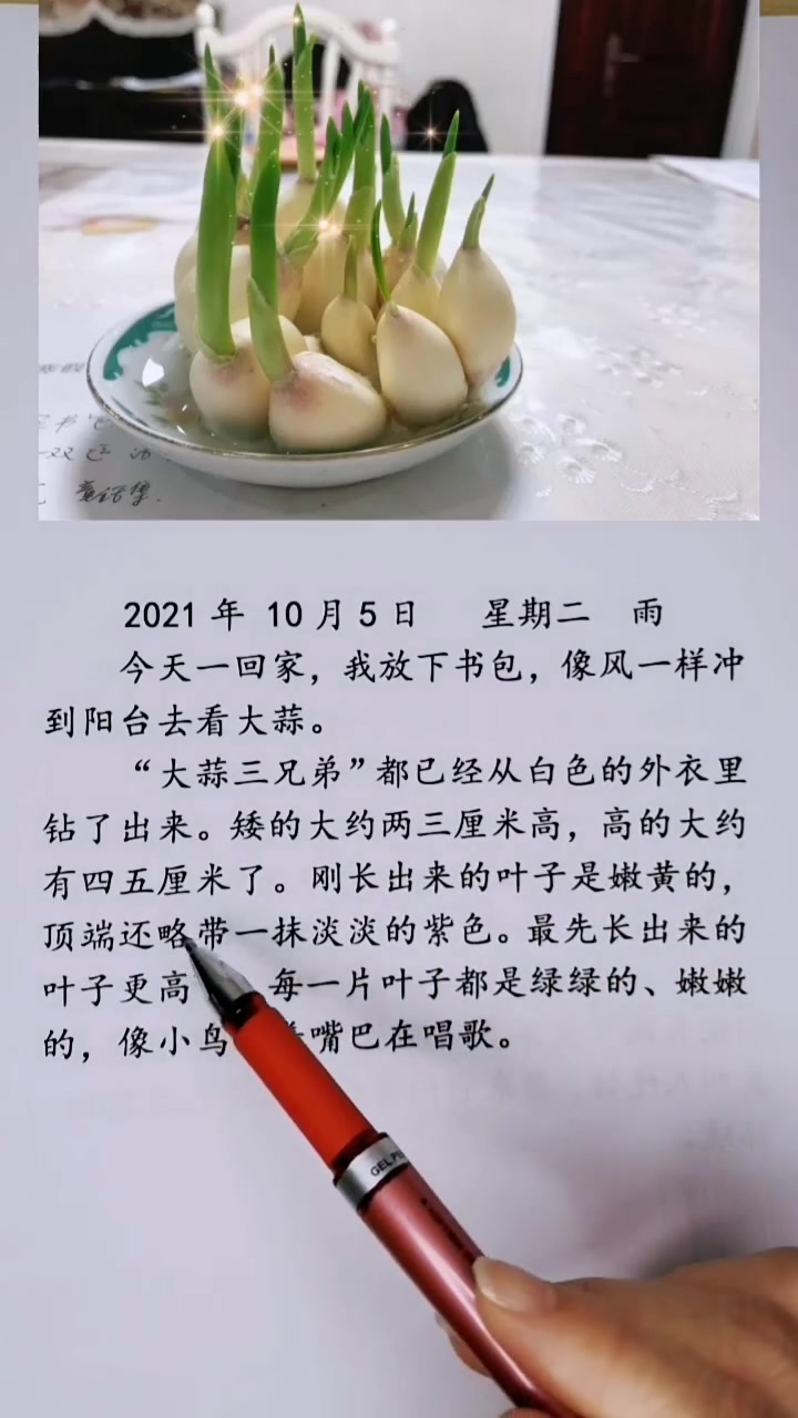观察日记《大蒜生长记》2