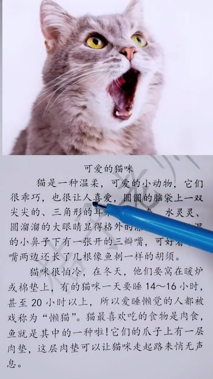 小学作文《可爱的猫咪》