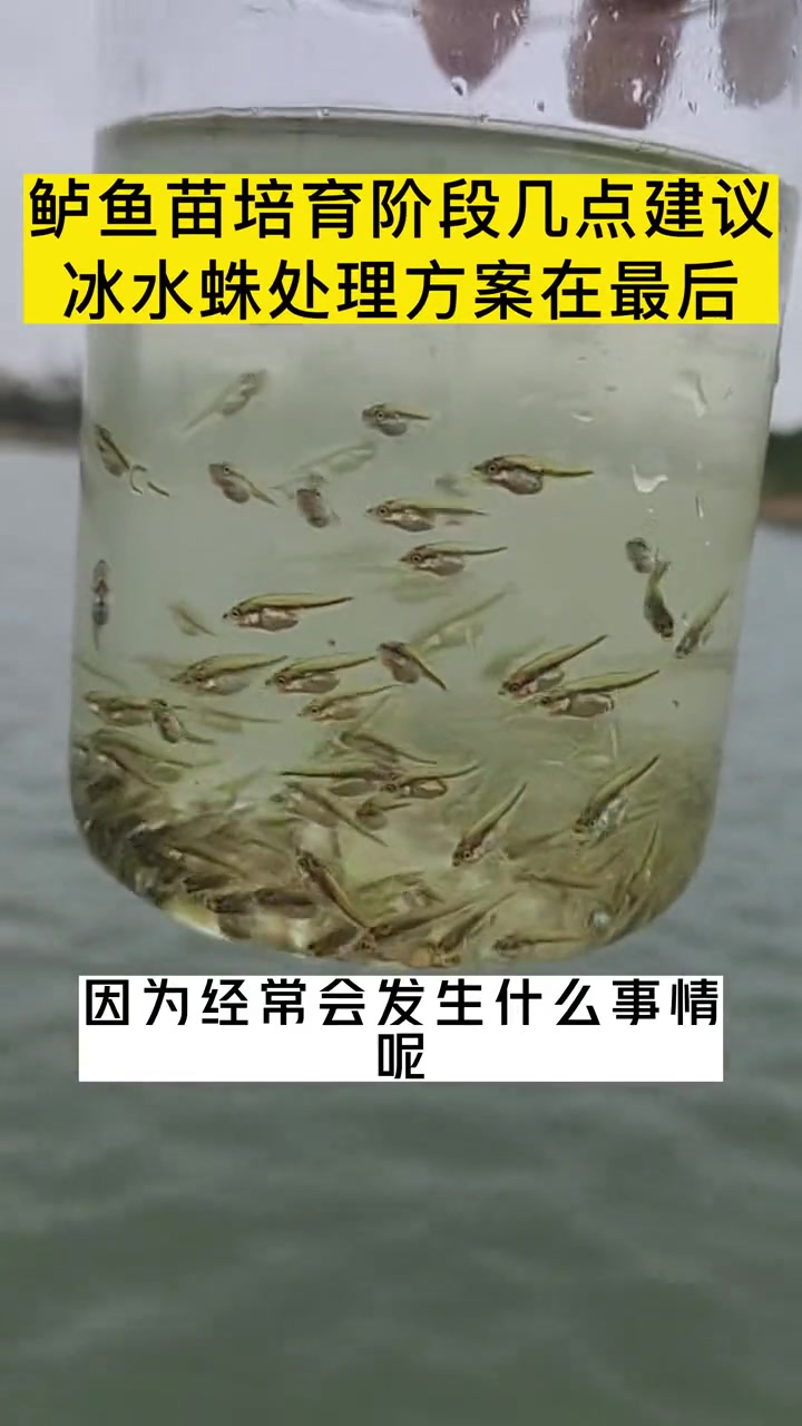 第41集|鲈鱼苗培育阶段几点建议,冰水蛛处理方案在最后!鲈鱼苗驯化 鲈鱼苗养殖技术 龙昌乐