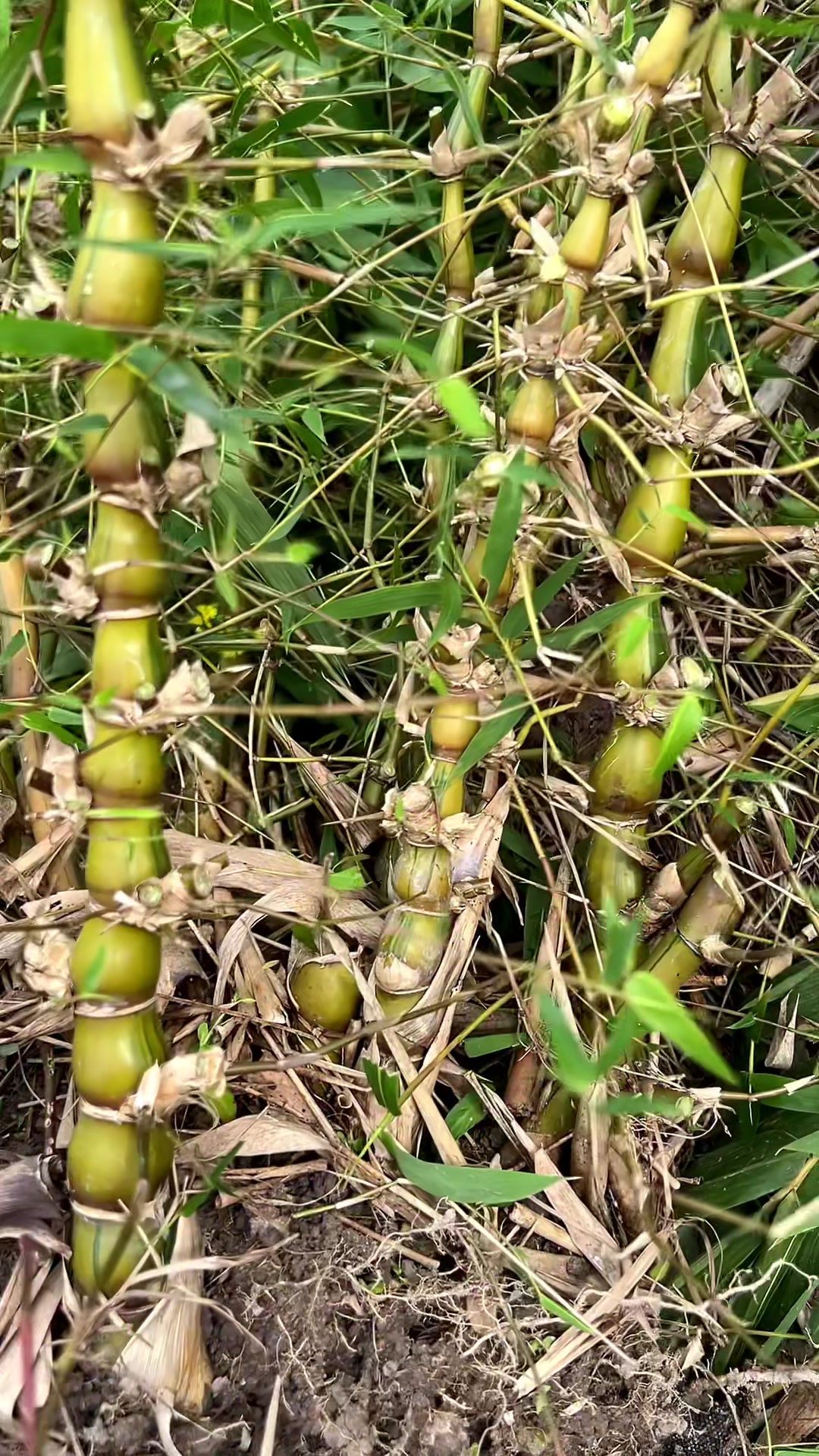 广西金丝佛肚竹罗汉竹树苗种植基地,葫芦竹绿色盆栽