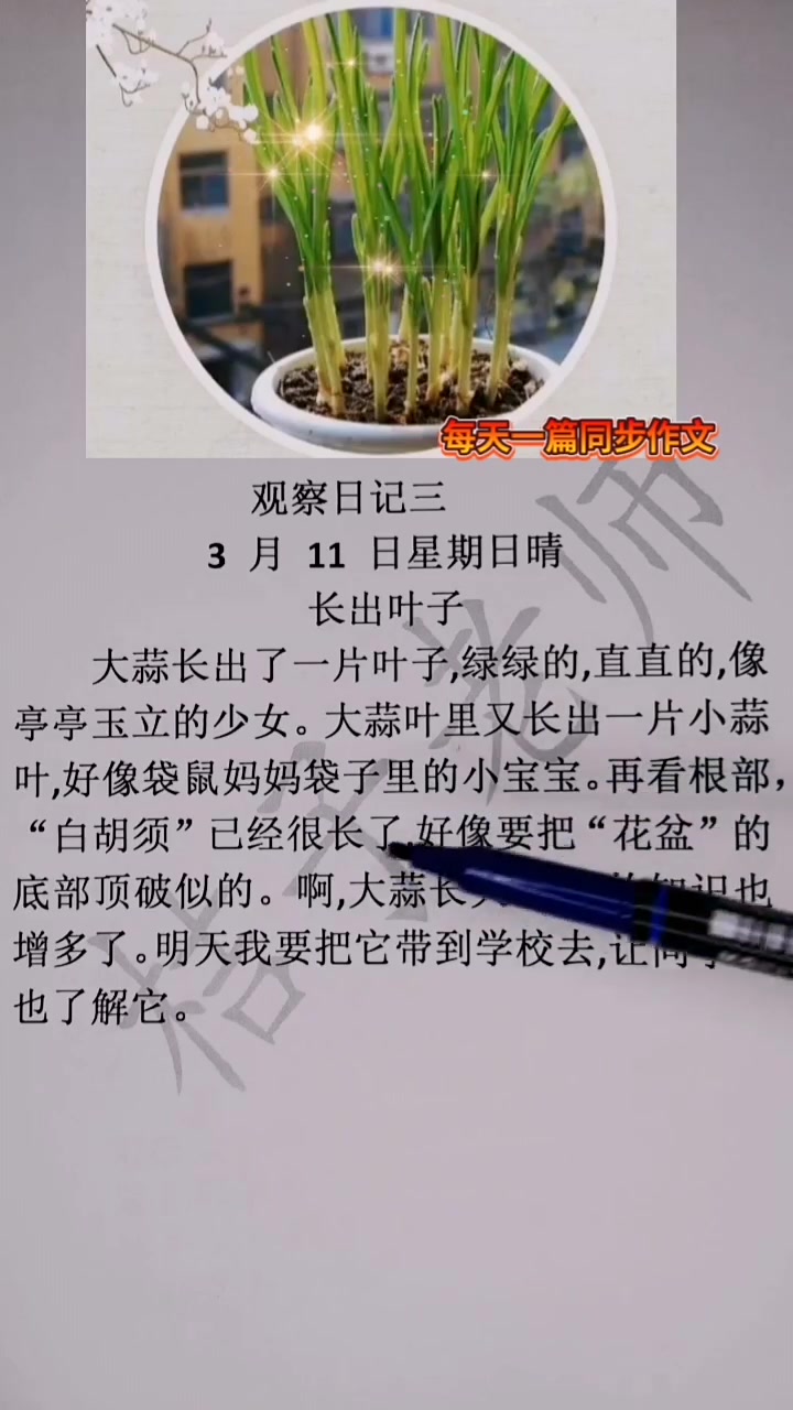 观察日记大蒜成长记