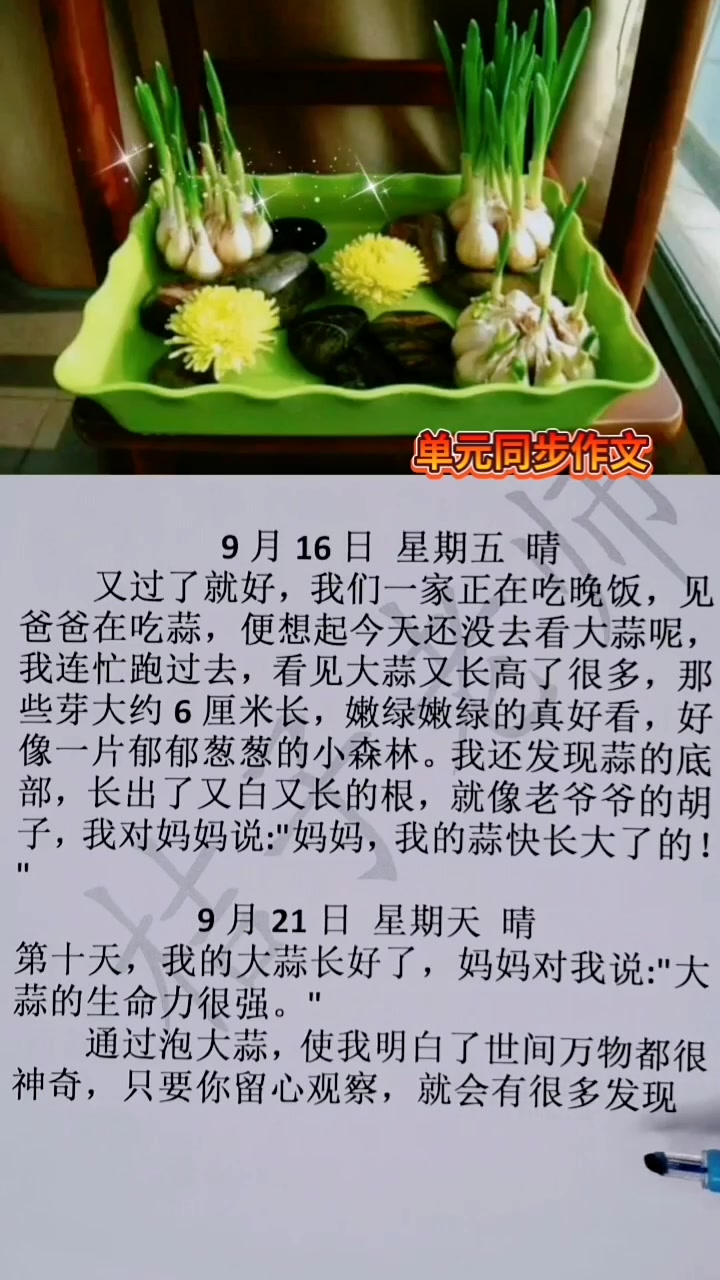 观察日记《大蒜成长记》