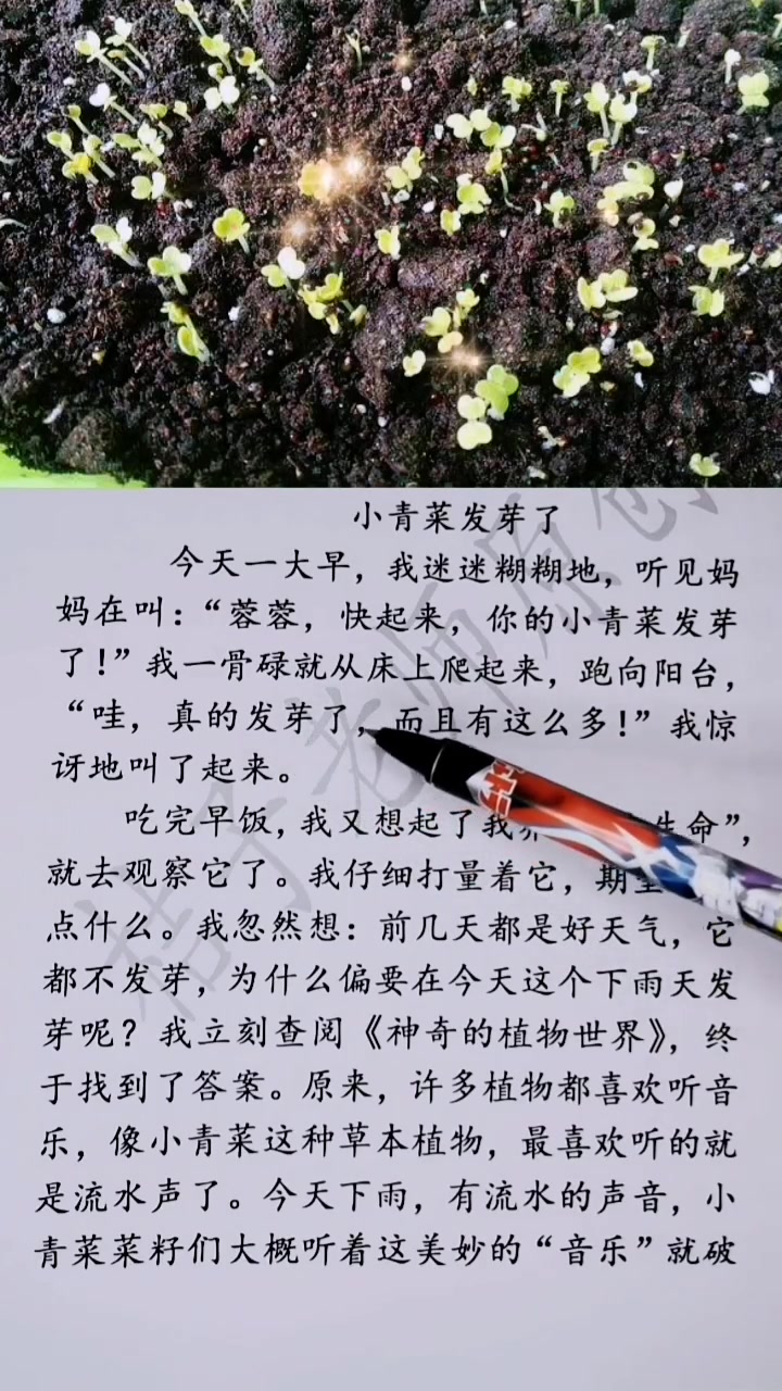 观察日记一小青菜发芽了