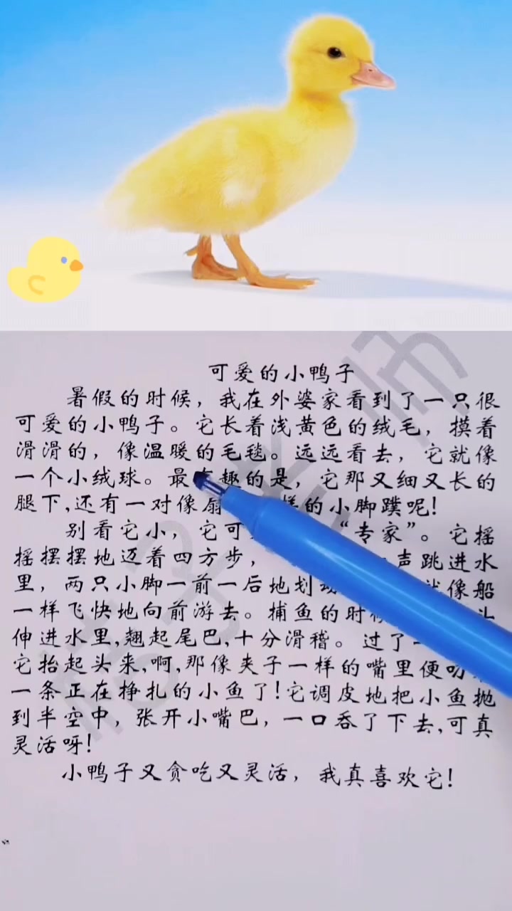 仔细观察写好《可爱的小鸭子》