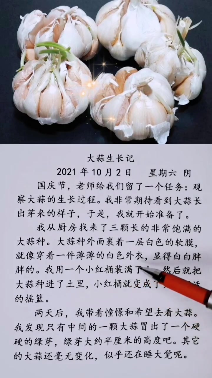 《大蒜成长记》观察日记