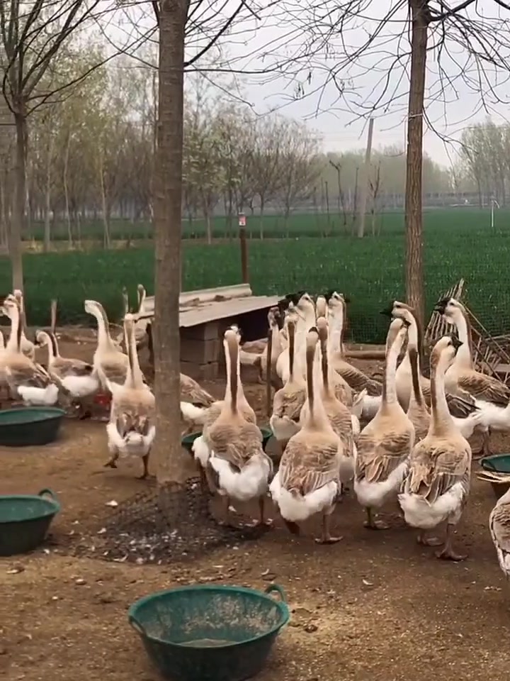 成年狮头鹅能长到40斤