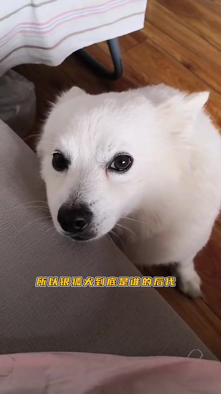 什么狗又像博美,又像萨摩耶?那不妥妥就是银狐犬嘛
