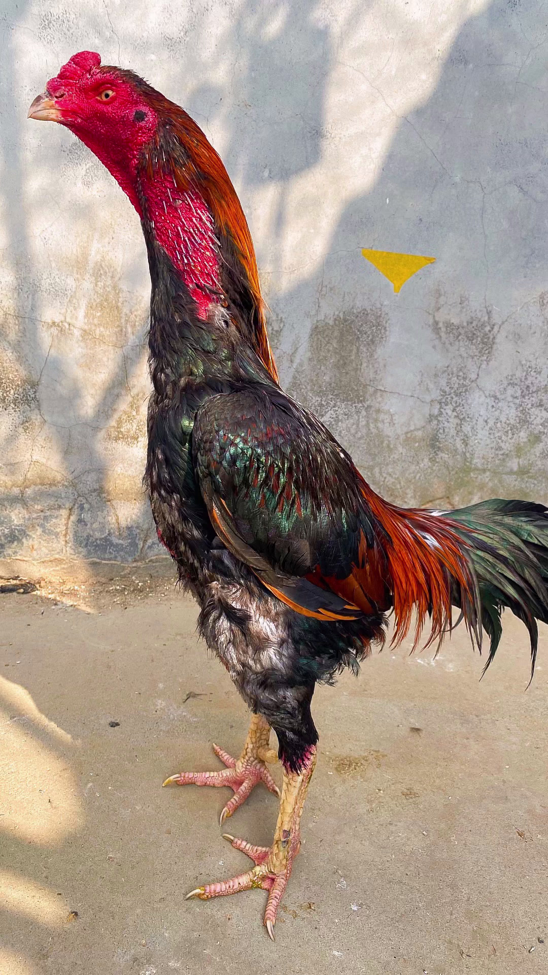 八斤多重的龙鳞腿种公可惜是个白脚