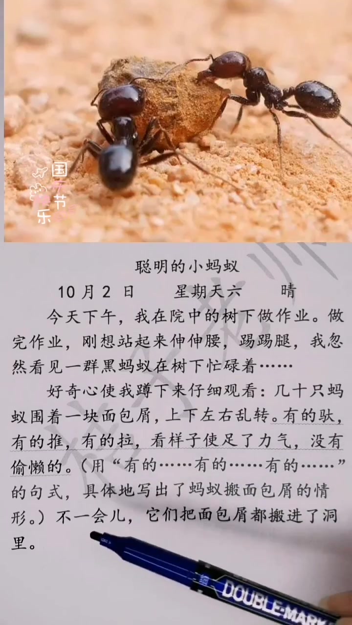 三上观察日记《聪明的蚂蚁》