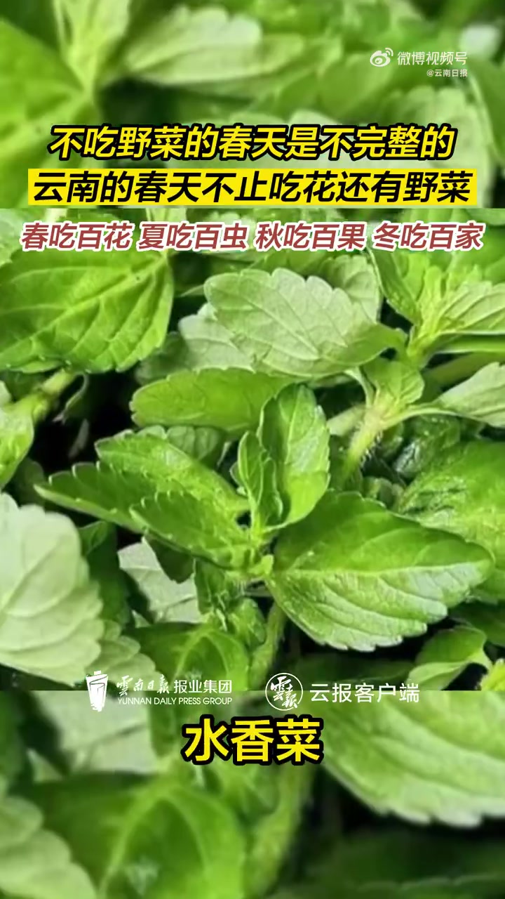 全国不统一的春天「云南的春天不止吃花还有野菜」如果说云南的每个季节都能评选出主角,那么毫无