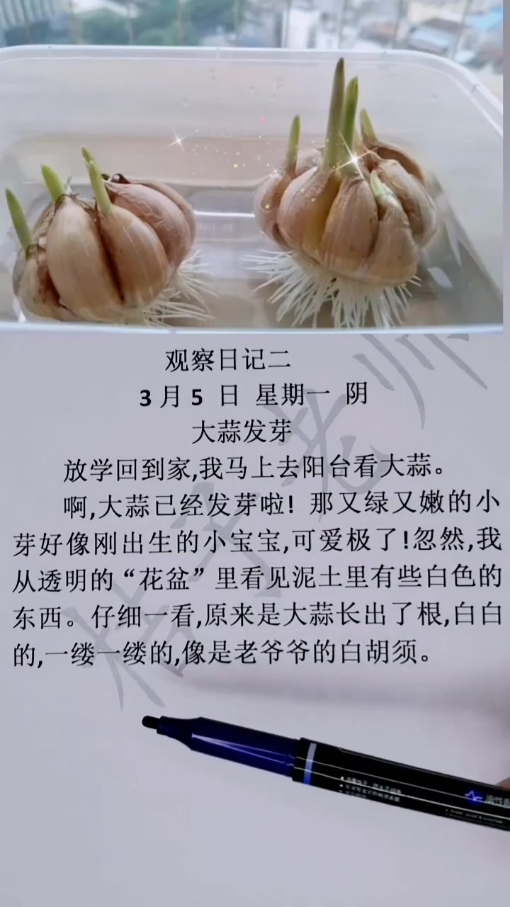 观察日记二《大蒜发芽》