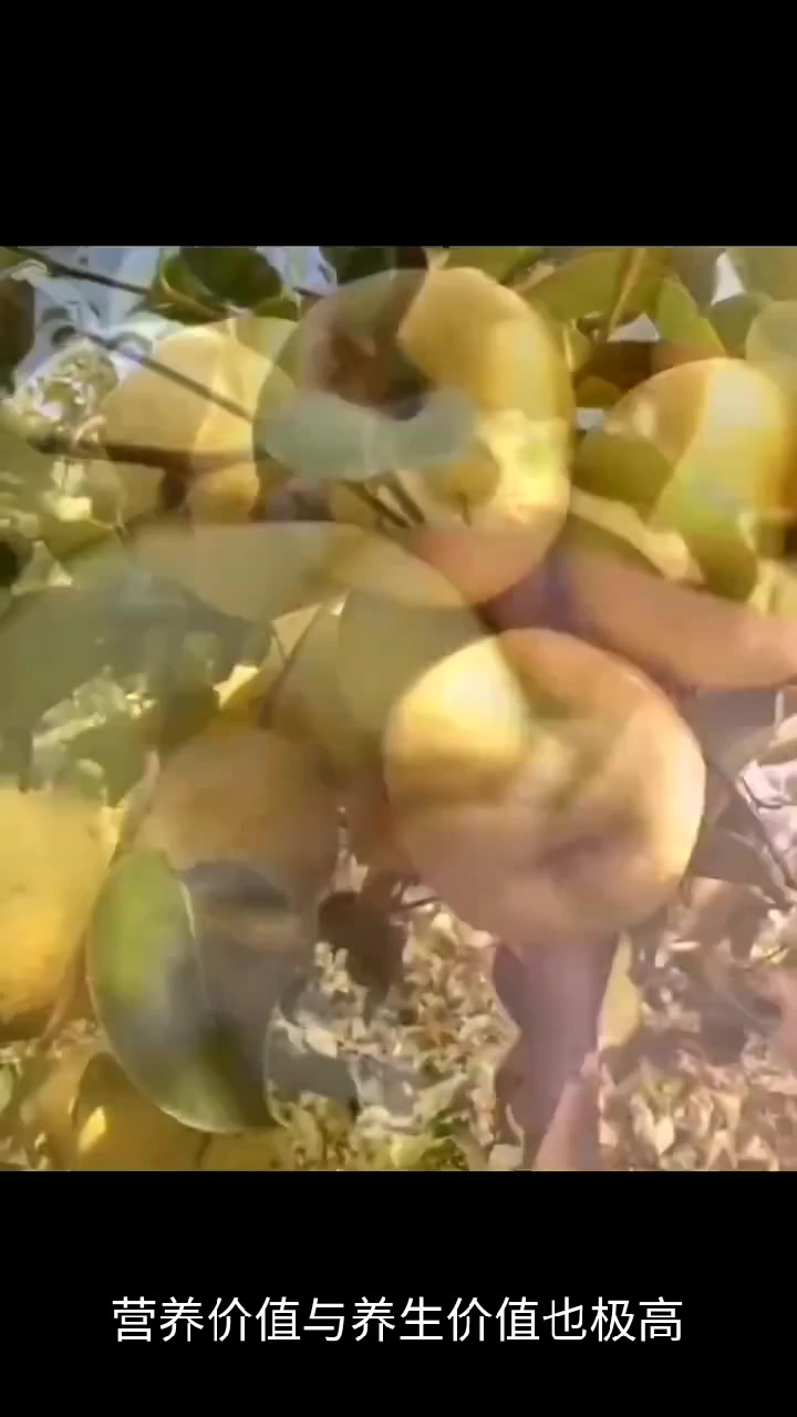 砀山梨优质果树苗 ,南方北方都是可以种植的