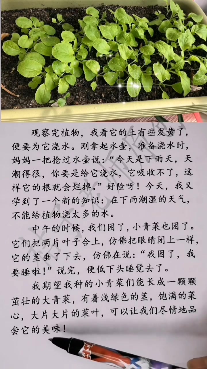 观察日记二《小青菜发芽了》