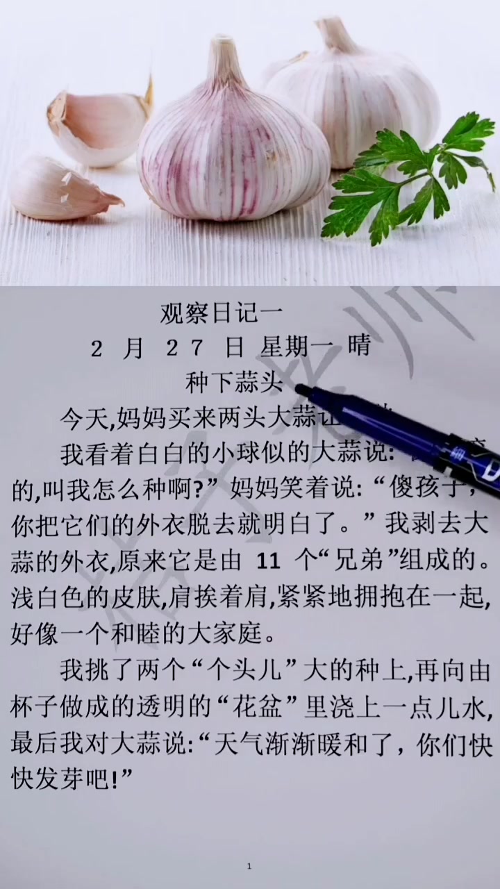 观察日记《大蒜生长记》