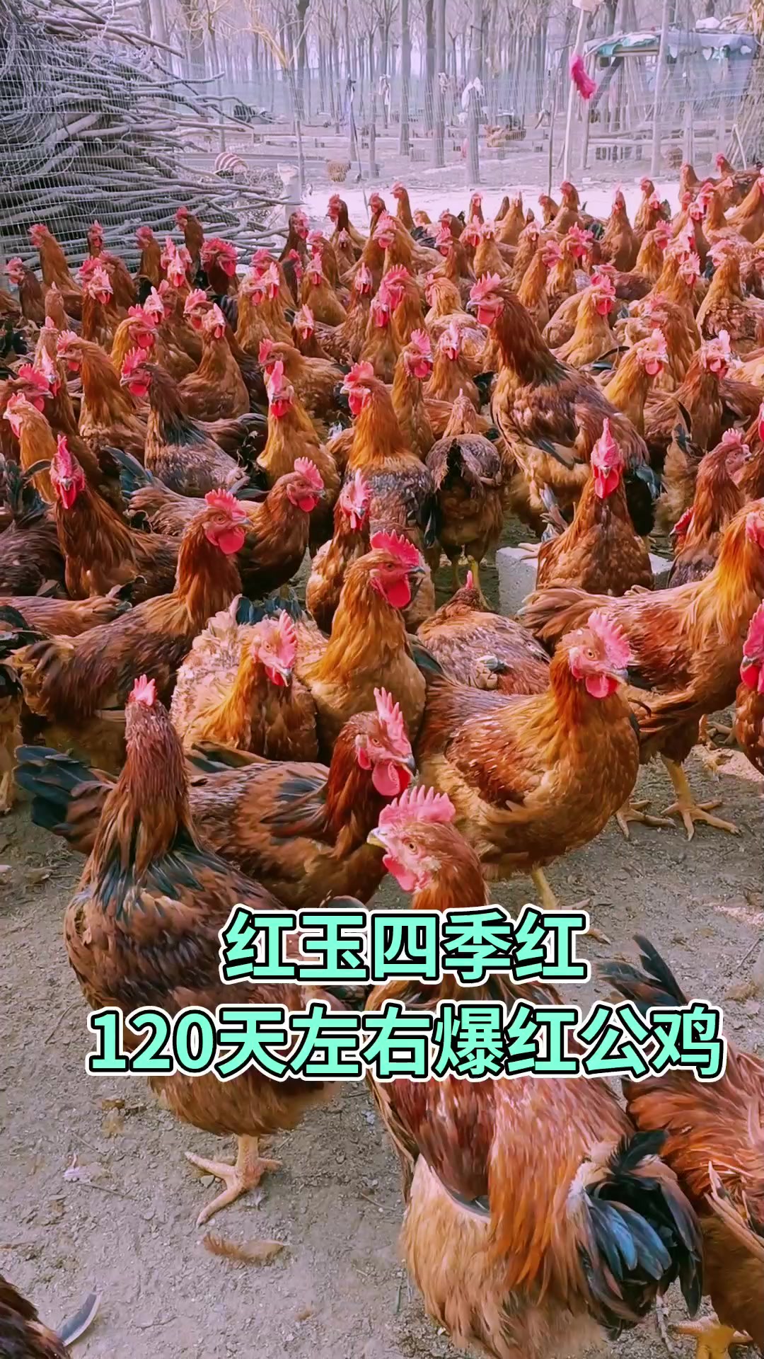 红玉四季红,120天左右爆红公鸡